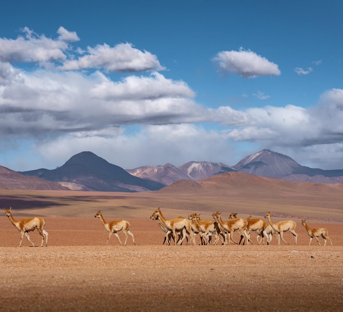 A herd of vicuñas crossing the altiplano under a cloudy sky