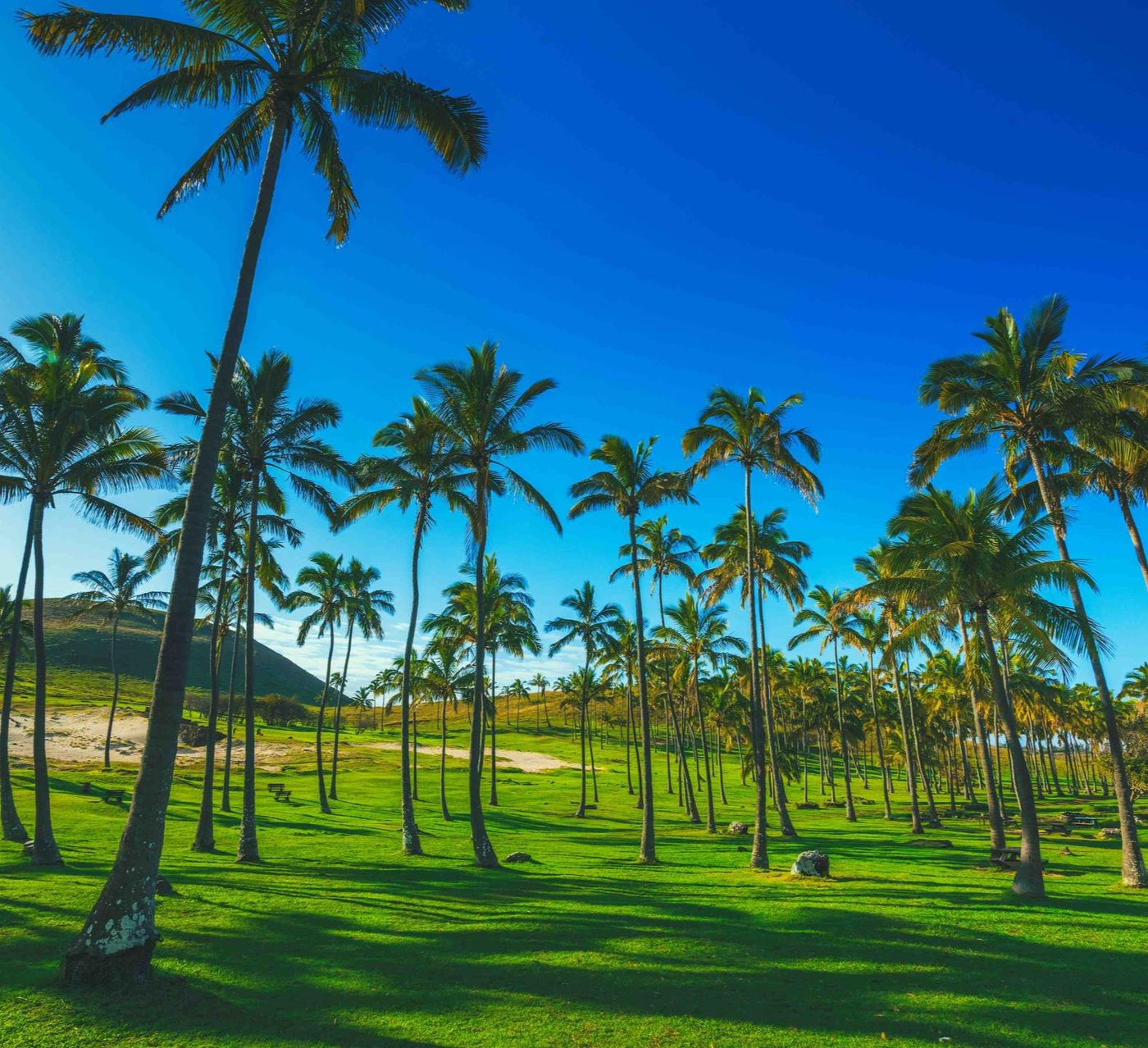 Palm trees at Anakena beach under an intense blue sky