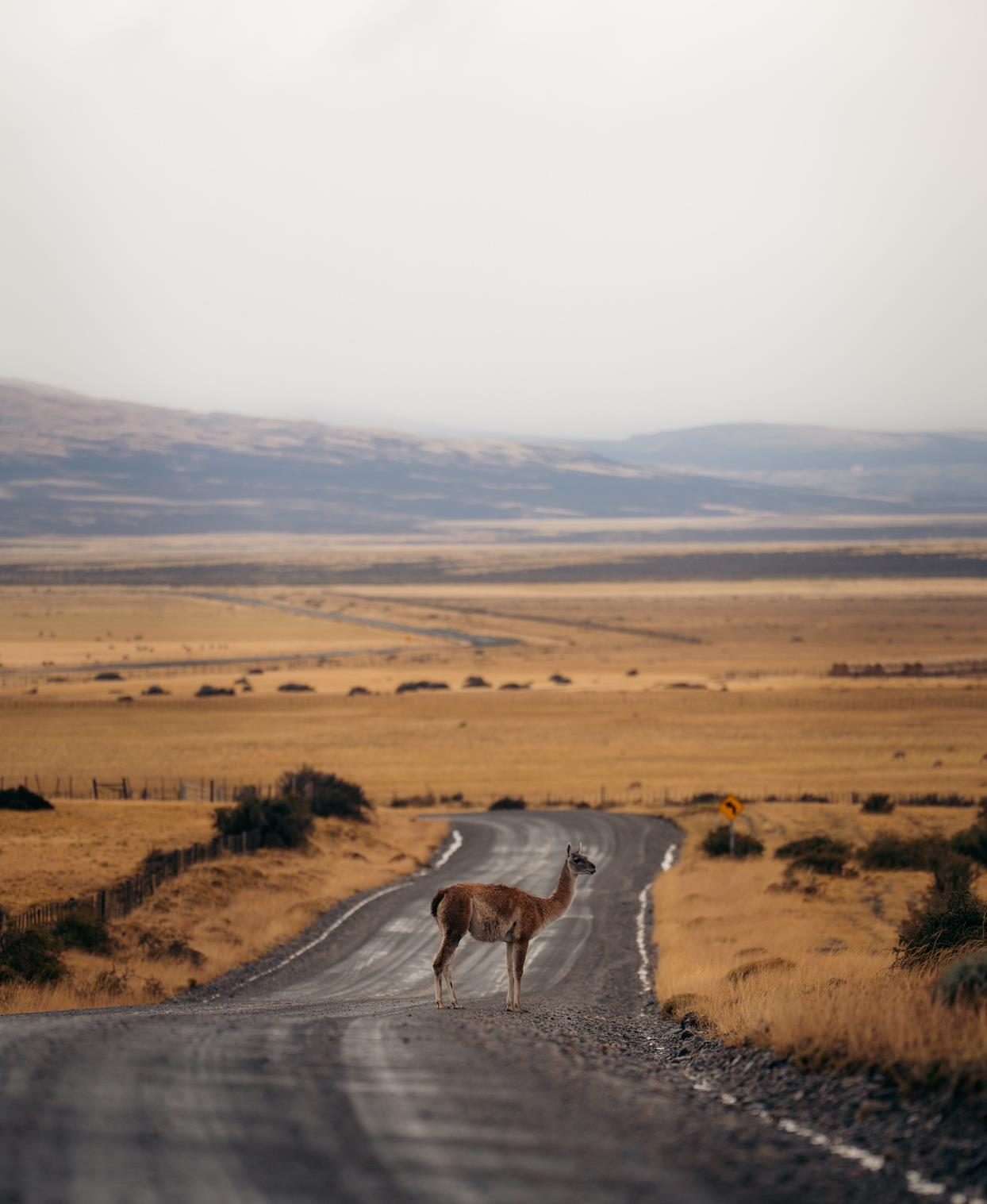 A guanaco crossing a gravel road on the Patagonian steppe