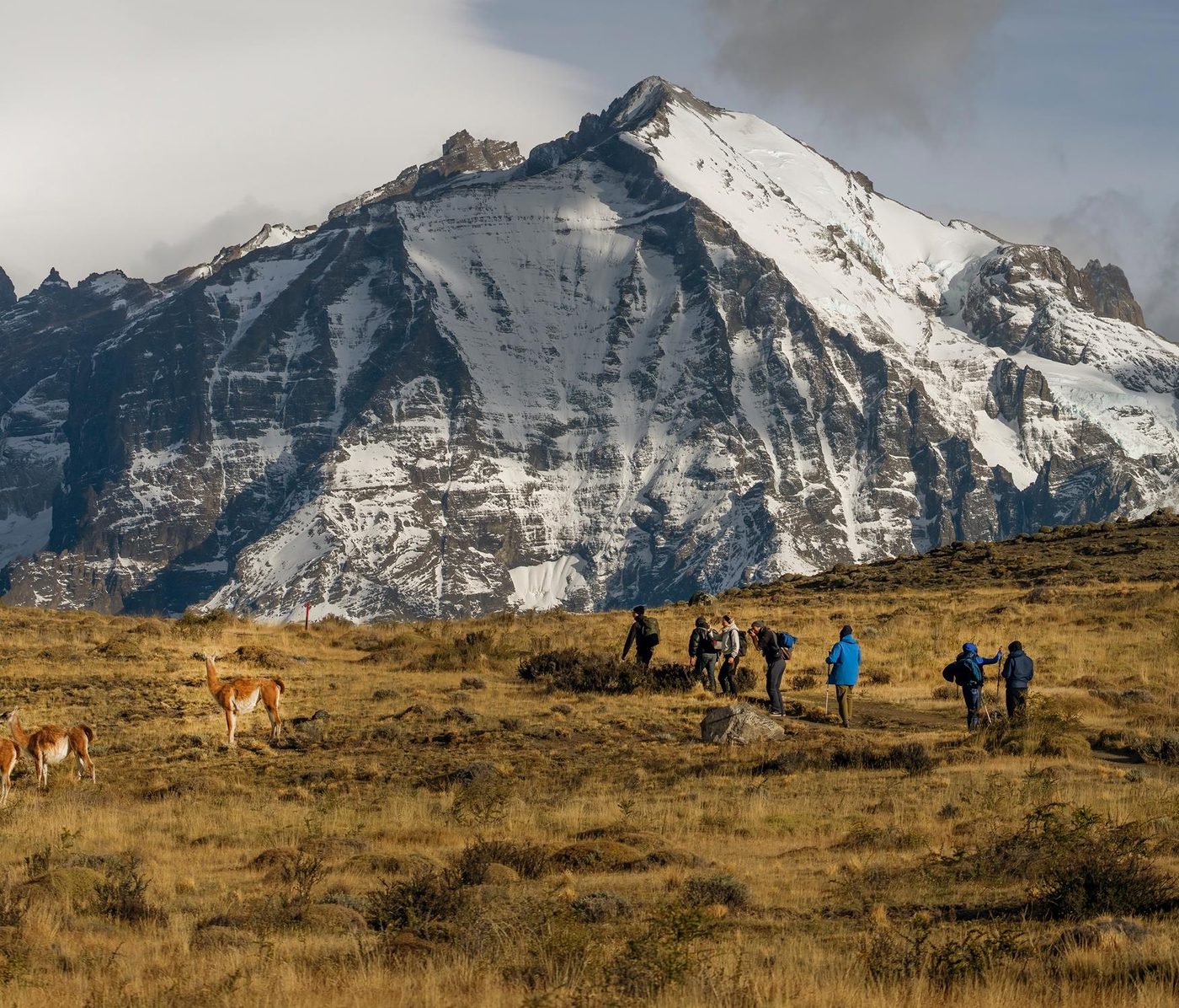 Walkers and guanacos on the steppe, facing a snow-capped mountain